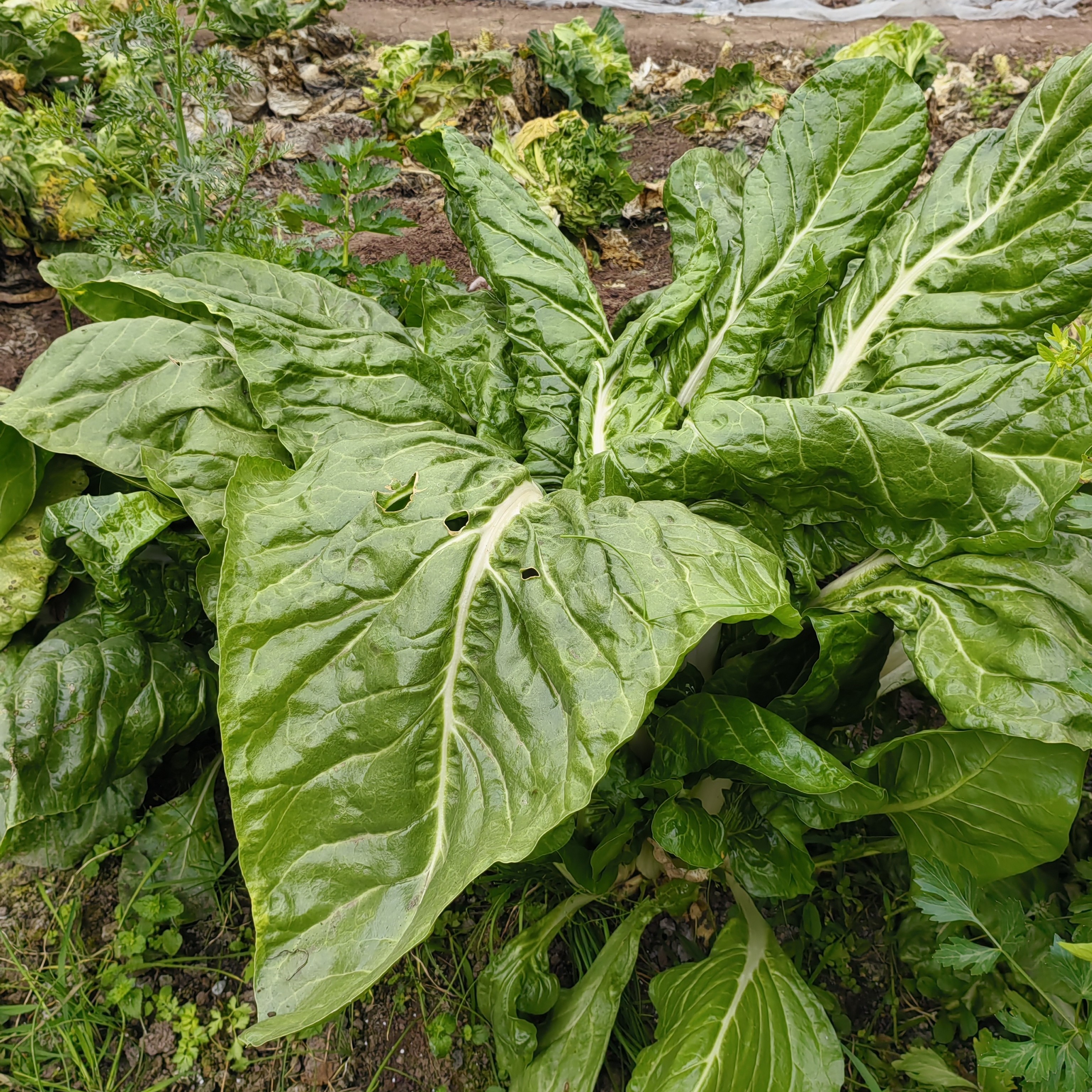 四川露天牛皮菜厚皮宽皮甜菜秧苗新鲜当季菜牛皮菜苗白杆青杆随机