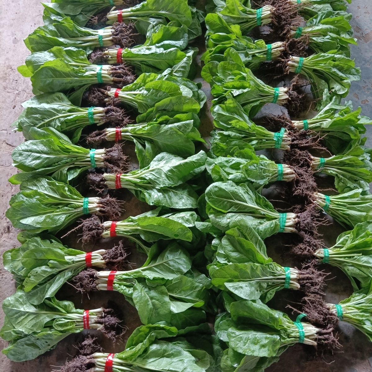 双十一四川牛皮菜白杆厚皮菜种子宽皮甜菜新鲜根达菜苗种苗菜苗