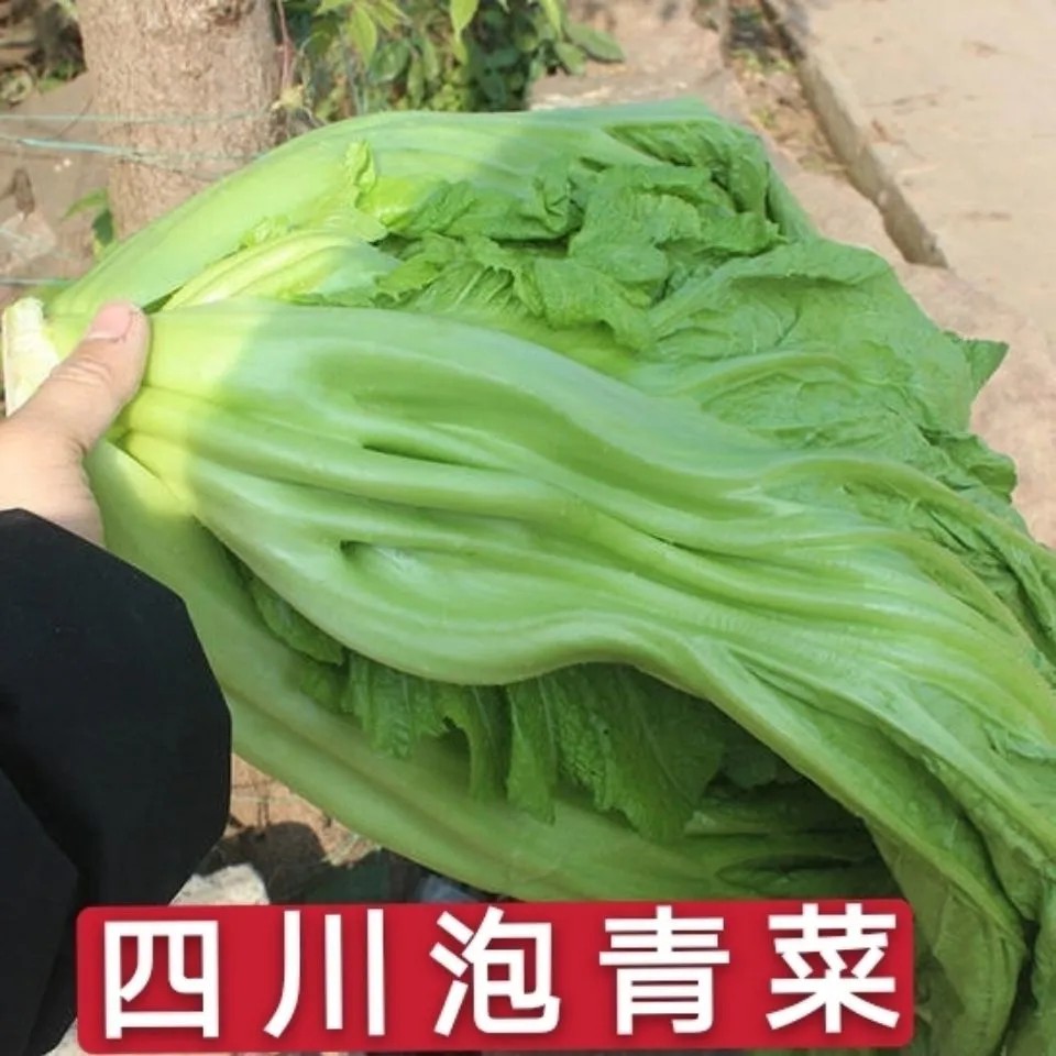 双十一四川自贡农家自种青菜苗宽邦厚杆芥菜酸菜奶奶菜包包菜秧苗