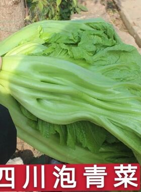 四川自贡农家自种青菜宽邦厚杆芥菜酸菜奶奶菜包包菜带根带泥包活