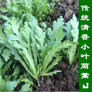 四川小叶茼蒿菜四季茼蒿菜苗皇帝菜菜茼蒿冬天菜苗秧苗冬季菜秧苗
