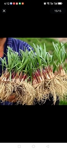 双十一四川小叶韭菜根秧苗蔬菜苗绿植盆栽家庭阳台种植寿光韭菜根