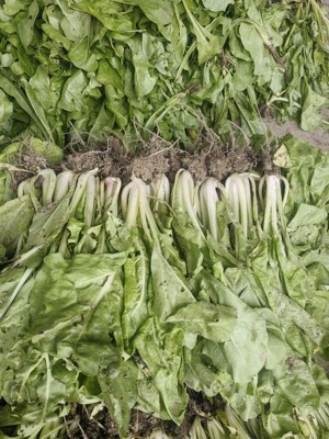 双十二四川白杆牛皮菜苗甜菜苗君达菜苗厚皮菜牛皮苗喂猪菜家禽