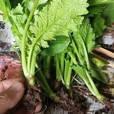 四川自贡大头菜种苗四川芥菜疙瘩根用芥菜腌制泡菜蔬菜苗带根带泥