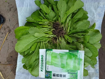 双十一特价四川棒棒四川菜菜头儿超大重大重庆蔬菜煮汤煎炒冬季秧