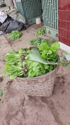 双十二冲量四川棒棒四川菜菜头儿超大重大重庆蔬菜煮汤煎炒冬季秧