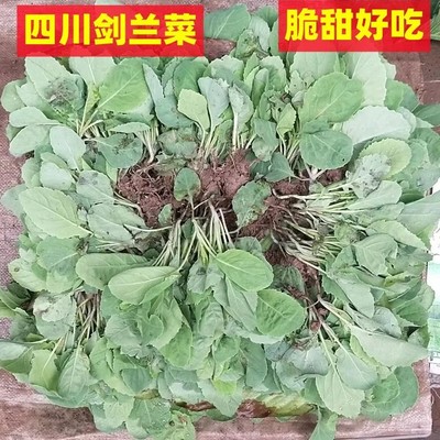 四川特色蔬菜苗剑兰菜种苗青油菜秧苗菜心种清脆甜苗根现拔种苗