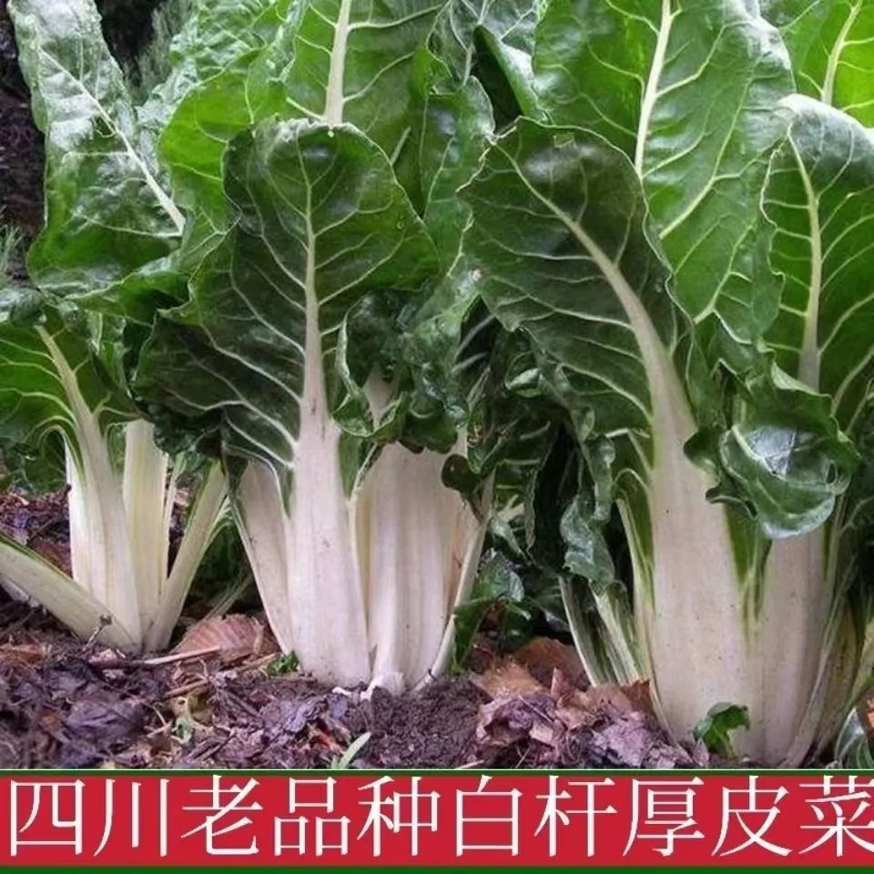 四川露天牛皮菜厚皮宽皮甜菜秧苗新鲜当季菜牛皮菜苗白杆青杆随机