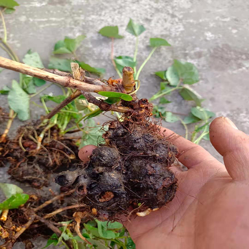 新鲜金荞麦苦荞头中药材荞叶七万年荞野南荞鞑靼蓼荞麦荞麦七500g