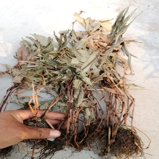 中药材也生追风伞 现晒干货草药惊风伞公接骨丹追风散1斤包邮自晒