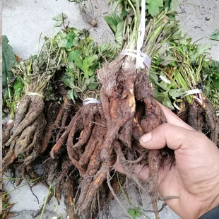 新鲜虎掌草500g贵州纯中药材草玉梅狗脚迹见风青见风蓝包邮