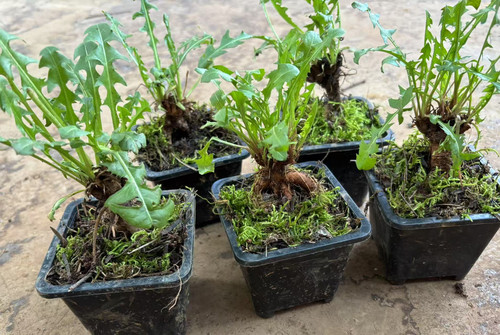 云南老桩蒲公英盆景盆景新鲜婆婆丁茶黄花地丁可食用药用家居绿植