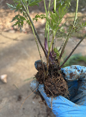 香浓新鲜川芎叶带根云南食用药用小叶川芎盆栽红川芎老桩川芎大苗