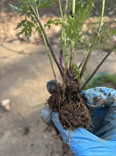香浓新鲜川芎叶带根云南食用药用小叶川芎盆栽红川芎老桩川芎大苗