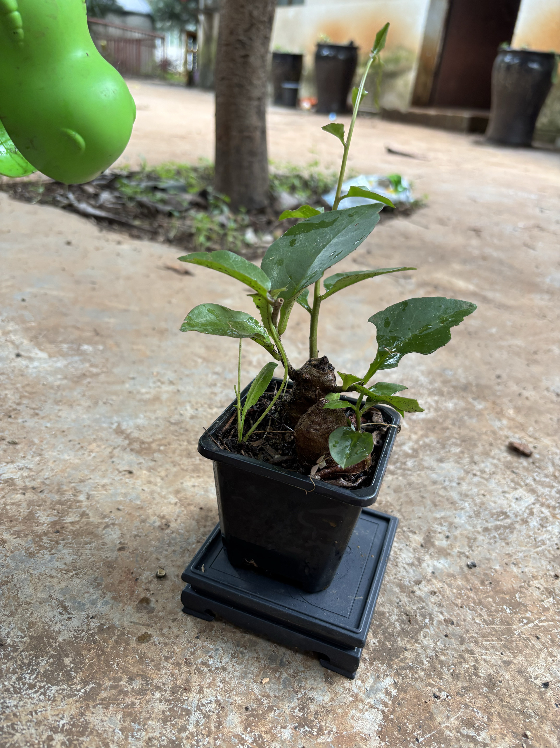 掌上微盆景可爱盆栽藤三七爬藤绿植电脑桌植物土三七老桩苗盆栽花