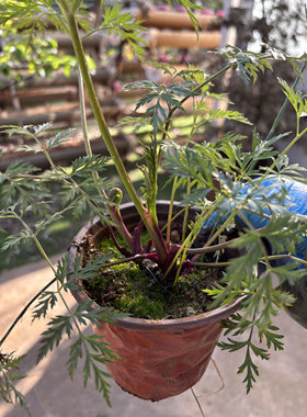新奇植物中药材可食用