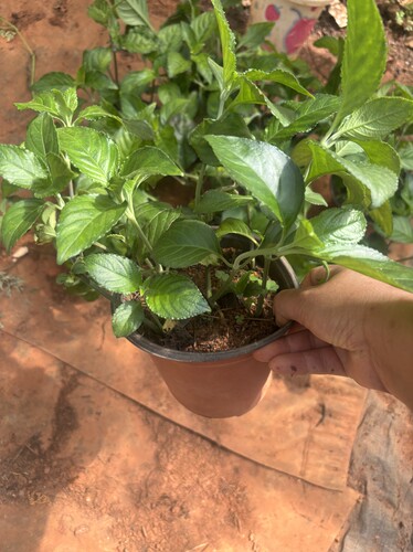 云南糯米香茶树苗盆栽大苗一盆2-4苗高30-40厘米庭院阳台绿植好闻