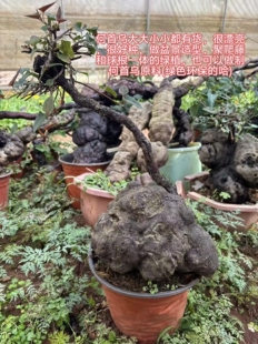 何首乌盆景盆栽可选货微盆景大漂亮黑首乌制首乌直播选货