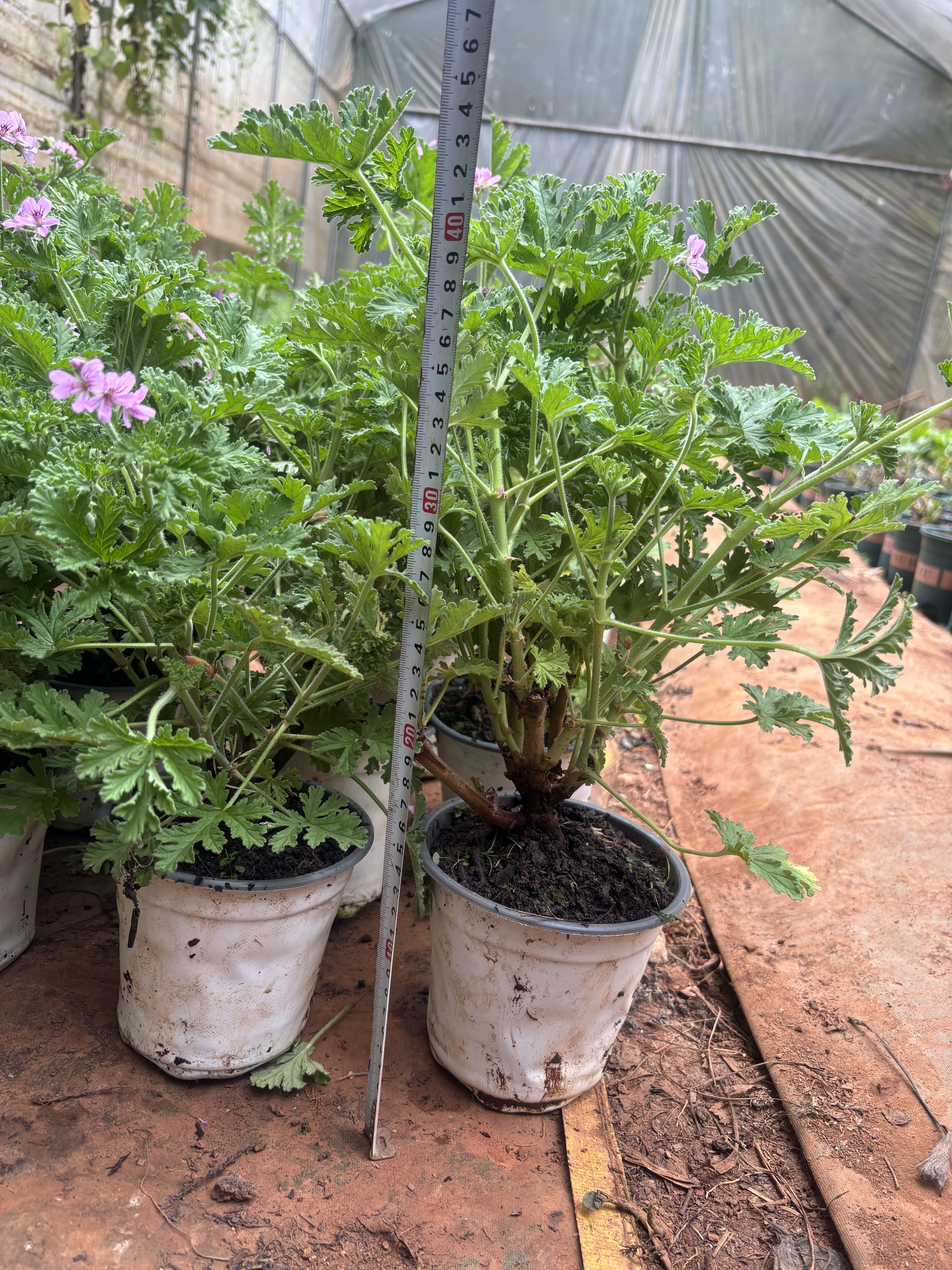 驱蚊草老桩苗盆栽室内外防蚊避虫香草天竺葵阳台盆栽庭院云南花卉
