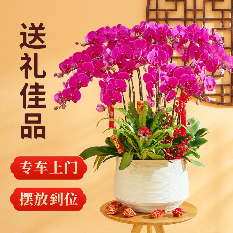 蝴蝶兰盆栽带花礼品花卉植物室内客厅兰花乔迁送礼