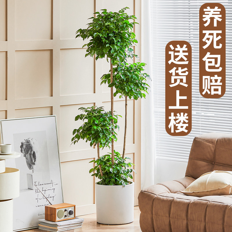 幸福树客厅大盆栽室内造型绿宝树大型绿植/成品组合盆