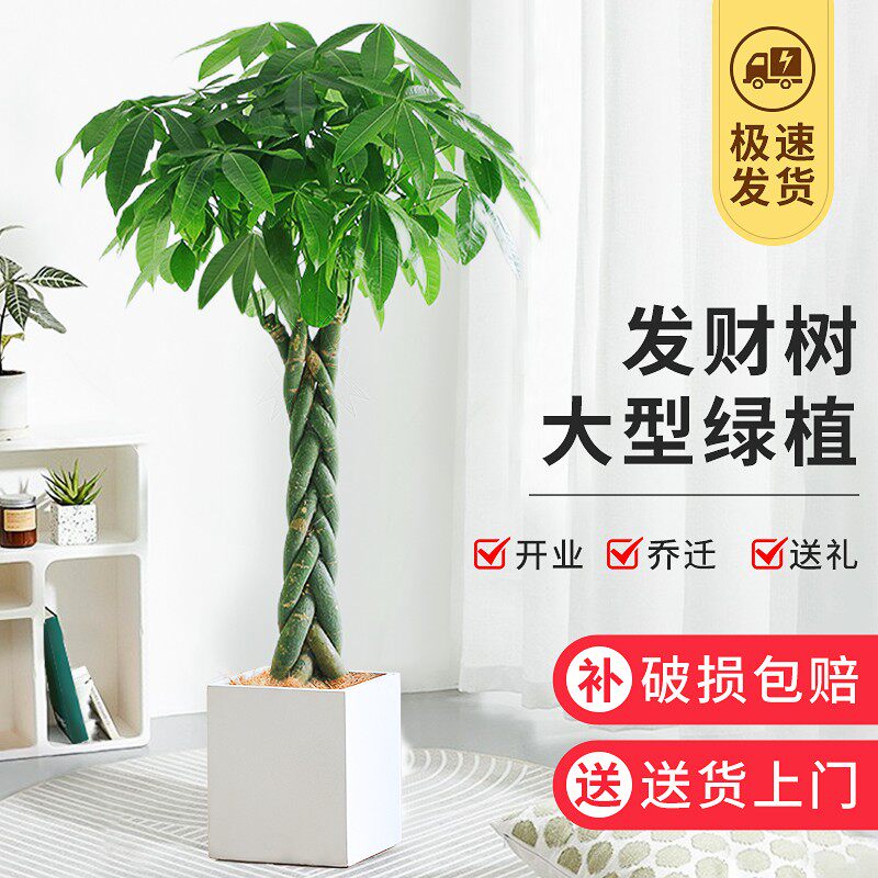 长沙同城 发财树 盆栽室内办公绿化植物客厅净化空气开业乔迁盆栽