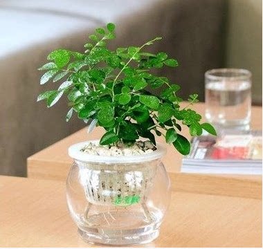 长沙绿居特价水培植物绿萝发财树文竹吊兰盆栽花卉绿植植物