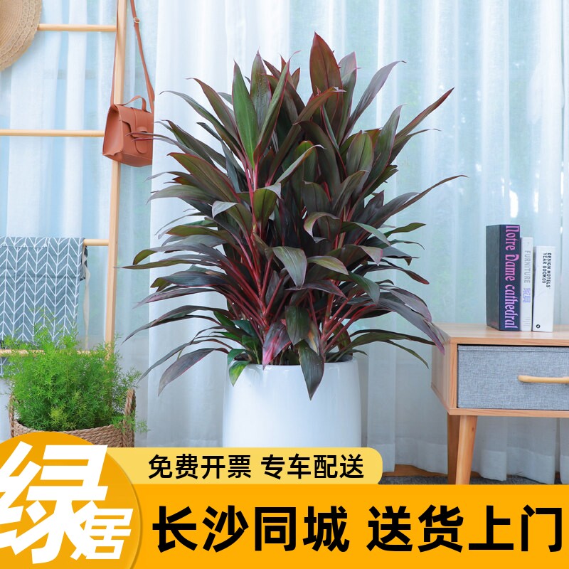 绿居彩虹朱蕉盆栽七彩室内客厅红铁树绿植吸甲醛朱焦植物空气