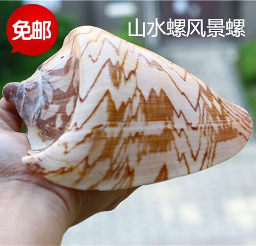 包邮天然海螺贝壳山水螺风景螺奶螺地中海家居摆件鱼缸水族造景