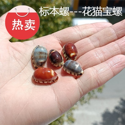 68元包邮海螺贝壳七角蜘蛛鱼缸