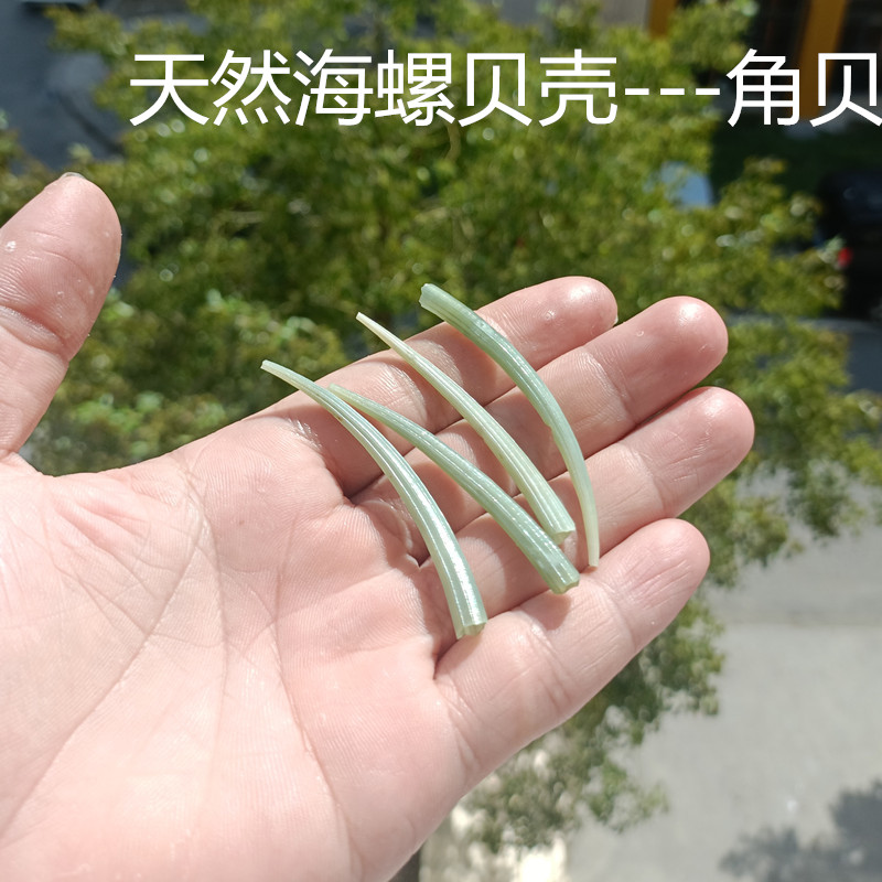 天然海螺贝壳标本螺收藏绿角贝鱼缸水族造景橱窗设计装饰拍摄道具
