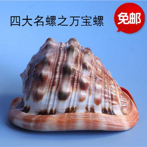 包邮天然海螺贝壳万宝螺招财螺四大名螺家居饰品收藏摆件礼品珊瑚
