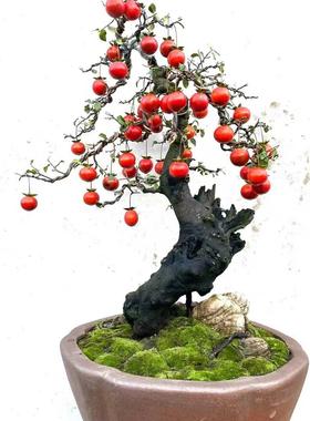 金弹子一物一拍所见即所得挂果母桩嫁接葫芦果紫阳小品血红果