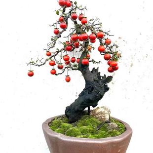 金弹子一物一拍所见即所得挂果母桩嫁接葫芦果紫阳小品血红果