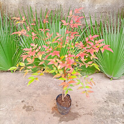 苗圃直销盆栽南天竹树苗庭院植物四季长青花坛 户外常绿 观叶灌木