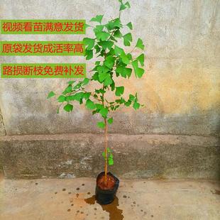 盆栽银杏树苗庭院植物白果树落叶乔木耐寒园林大型绿化风景行道树