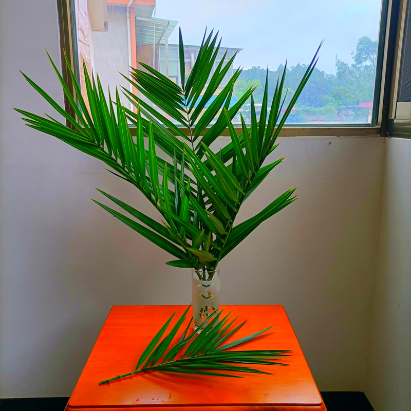 昆明鲜切叶海枣叶室内懒人好养水培植物棕榈叶插花配叶通用4枝/束