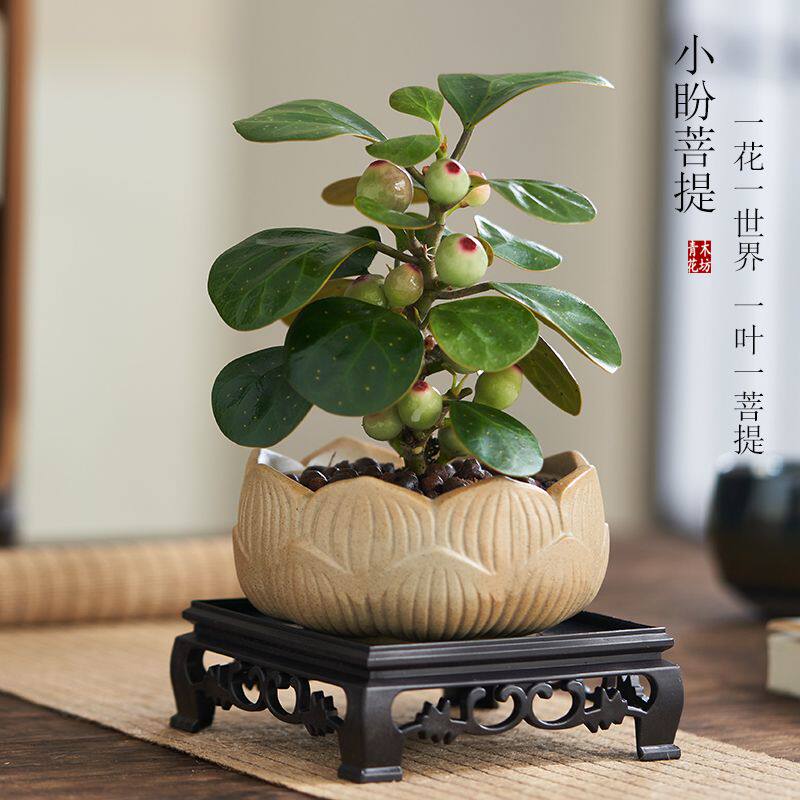 小盼菩提树盆栽带果发货室内绿植花卉客厅办公室桌面招财摆件植物