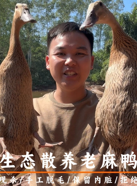农家散养老麻鸭新鲜现杀 顺丰冷链生态鸭肉 老鸭散养土鸭放养水鸭
