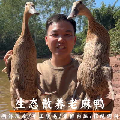 农家散养老麻鸭现杀顺丰冷链
