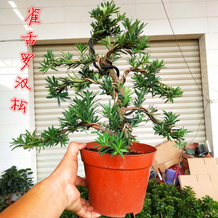 精品雀舌罗汉松盆景老桩造型树绿植四季常青花卉客厅摆件观茎木本