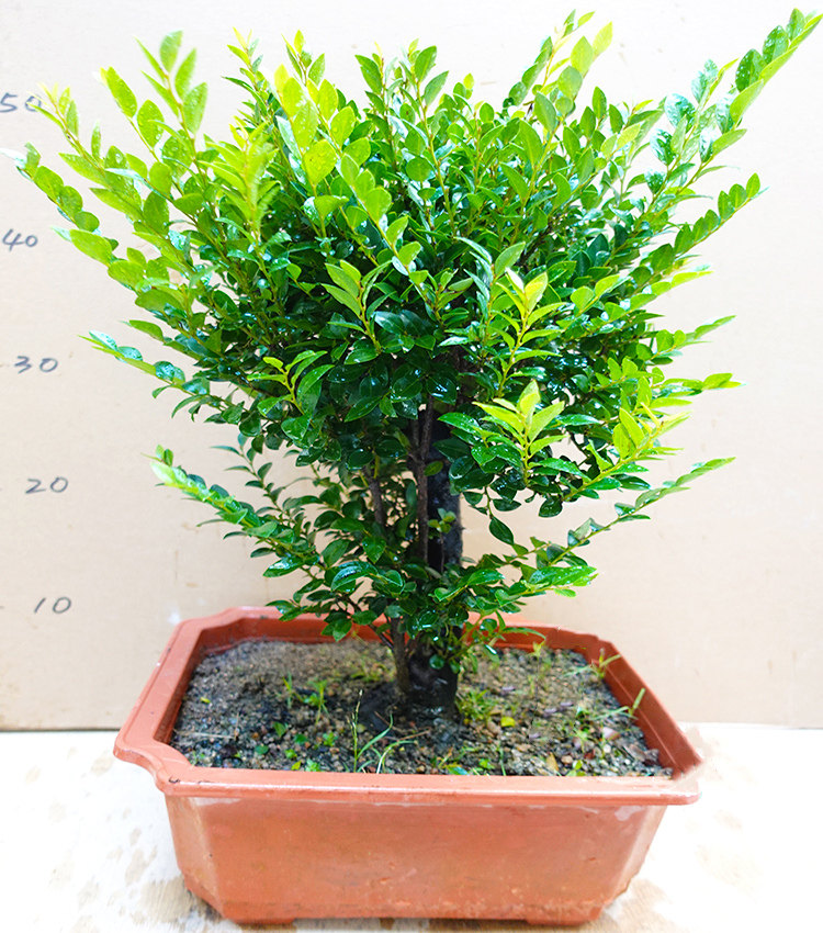 老桩小叶紫檀盆景 四季常青绿植花卉造型盆景紫檀树桩单根独桩