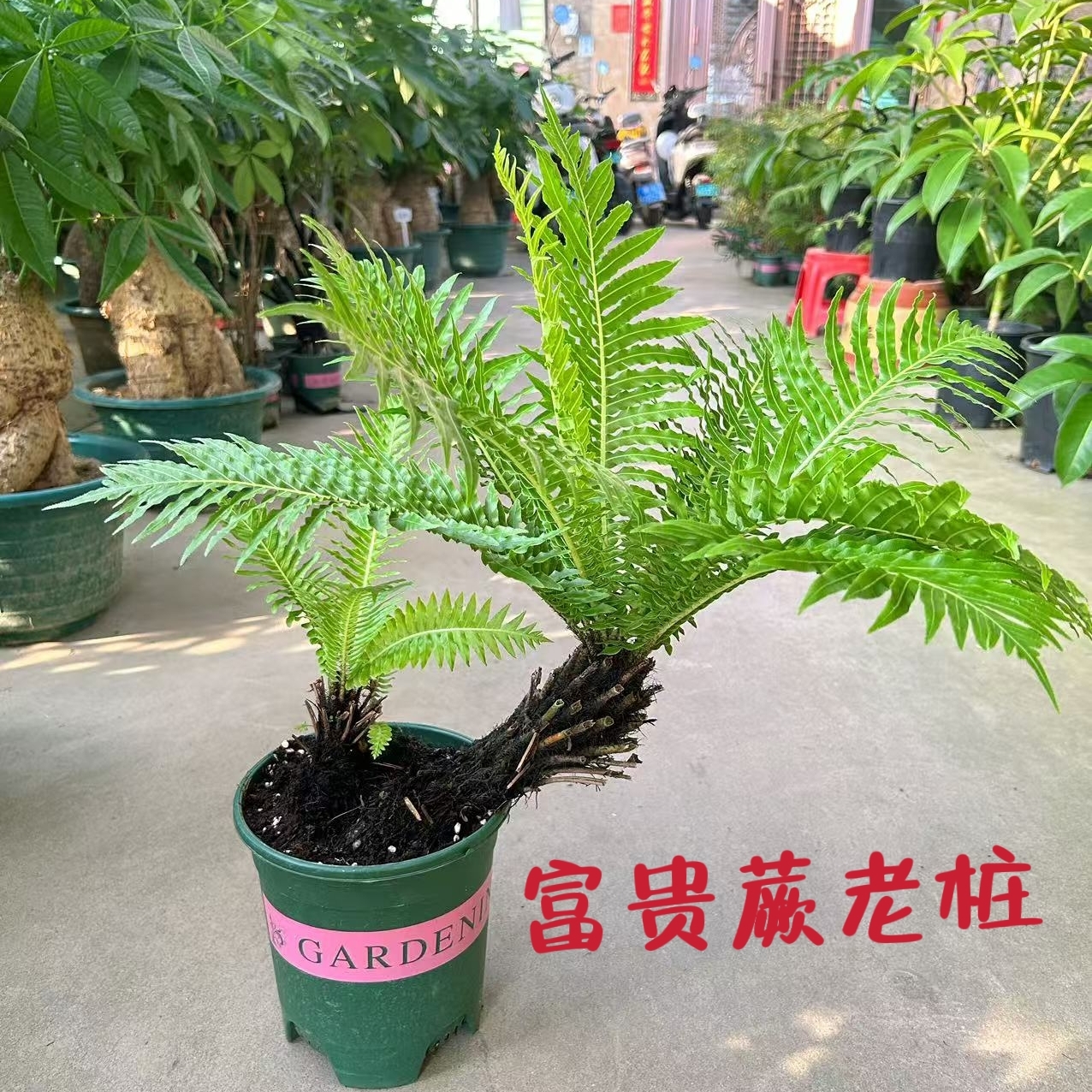 富贵蕨盆栽室内客厅办公室桌面绿植物