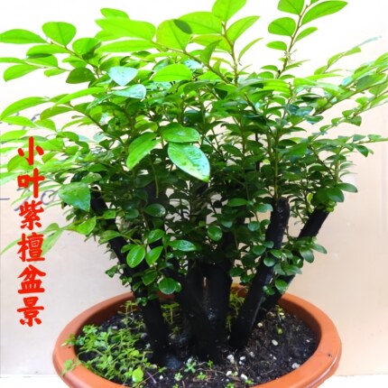 名贵小叶紫檀盆景树桩室内外绿植发财树花卉四季常青老桩造型盆栽