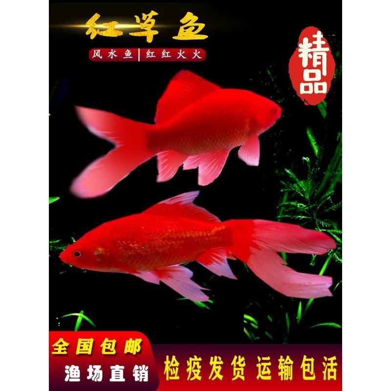 长尾大红草金活体金鱼活鱼锦鲤好养淡水观赏鱼冷水不加温鱼苗招财,宠物/宠物食品及用品,鱼,淘宝优惠券,粉丝福利购,淘宝优惠卷