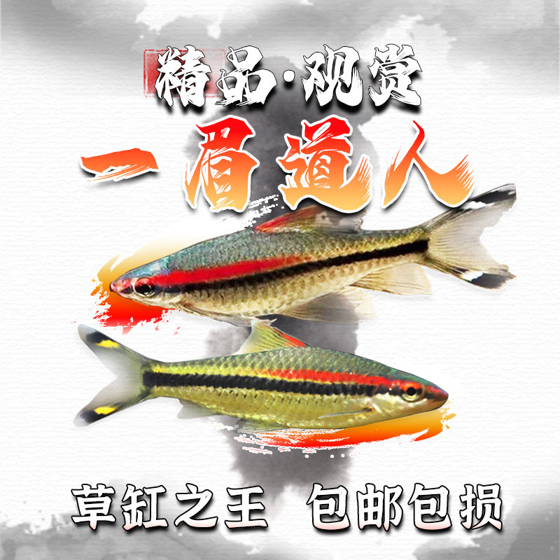 一眉道人鱼红眉道人鱼草缸群游鱼小型鱼活体热带观赏鱼黑尾大勾鱼,宠物/宠物食品及用品,鱼,淘宝优惠券,粉丝福利购,淘宝优惠卷