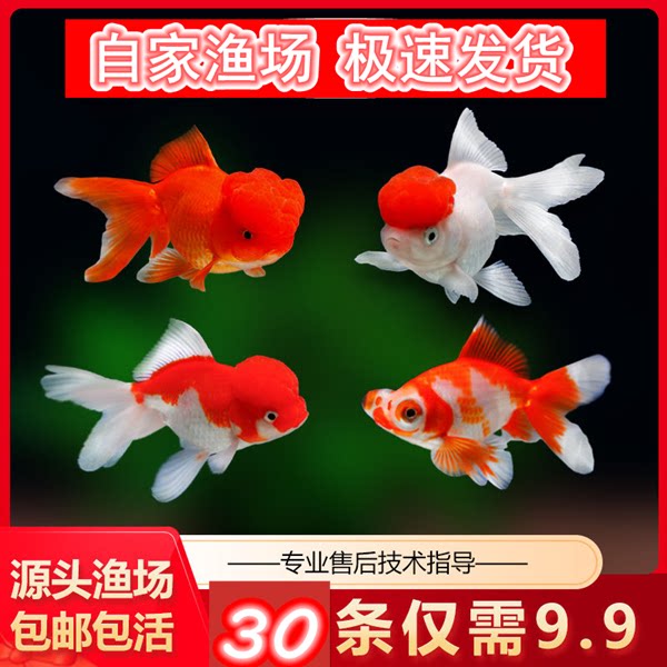金鱼活鱼活体鎏金龙睛观赏鱼小金鱼