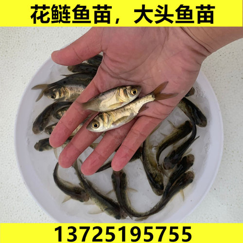 淡水花鲢鱼苗大头鱼胖头鱼雄鱼半斤鲢鳙鱼四大家鱼活体养殖鱼食用