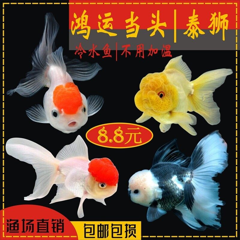 鸿运当头金鱼 观赏鱼 红狮子头国狮金鱼丹顶红冷水鱼淡水不用加温,宠物/宠物食品及用品,鱼,淘宝优惠券,粉丝福利购,淘宝优惠卷