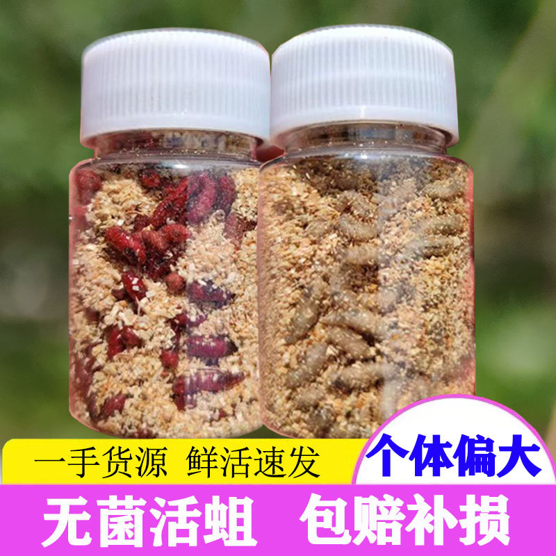 包邮活体大号蛆虫活体肉蛆蛆牙子活蛆野钓鲫鱼小白条白蛆